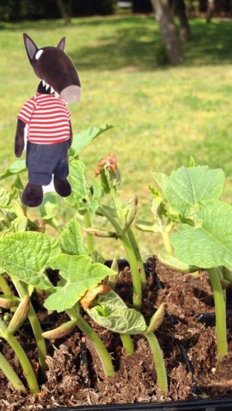 Petit loup dans le jardin page 001